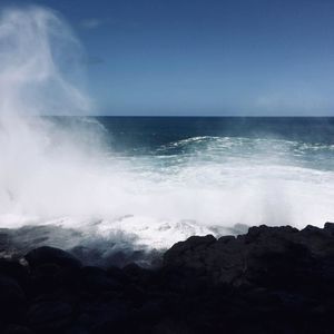 Meet your Posher, Rose